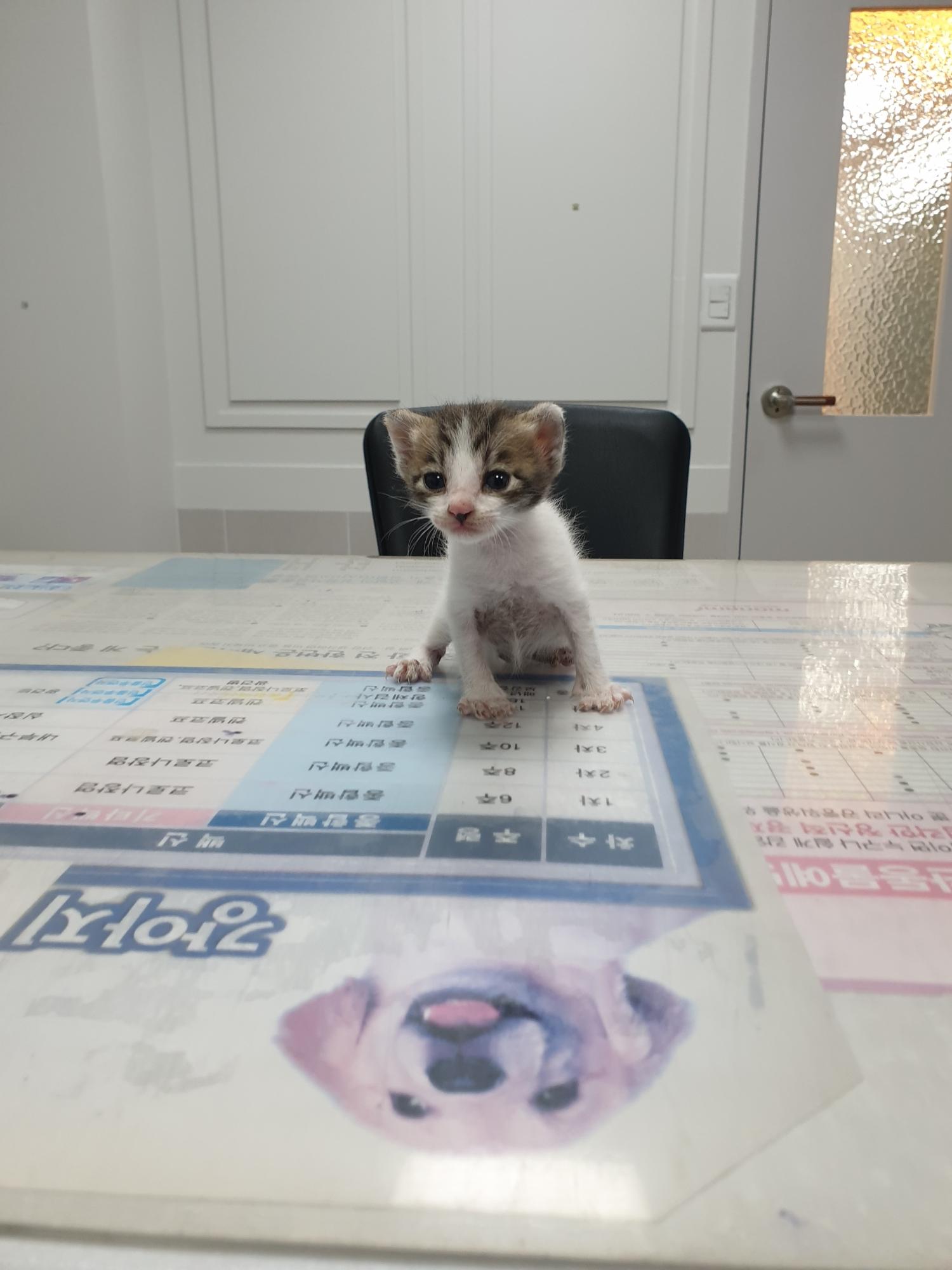 대구시수의사회(평리)_427343202400199